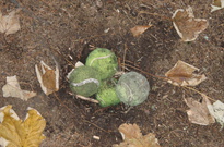 Pozdimky2010-PA_24.jpg