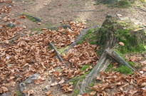 Pozdimky2010-PA_32.jpg