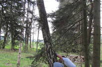 1_Kvetnovka_2011_41.jpg