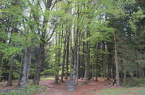Priroda_Amer_5_2011_42.jpg
