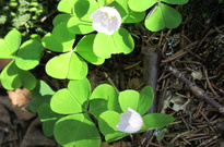 Priroda_Amer_5_2011_26.jpg
