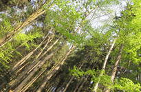 Priroda_Amer_5_2011_21.jpg