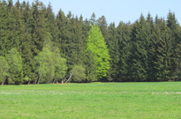 Priroda_Amer_5_2011_14.jpg