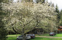 Priroda_Amer_5_2011_13.jpg