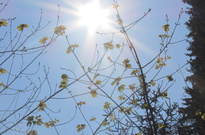 Priroda_Amer_5_2011_31.jpg