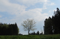 Priroda_Amer_5_2011_03.jpg