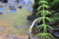 Priroda_Amer_5_2011_25.jpg