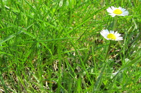 Priroda_Amer_5_2011_41.jpg