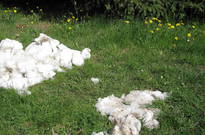 2_Kvetnovka_2011_14.jpg