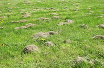 2_Kvetnovka_2011_22.jpg