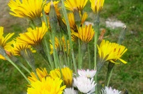 Ame_2_zarijova_2012_10.jpg