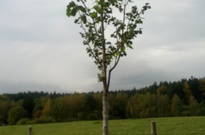 Ame_2_zarijova_2012_09.jpg