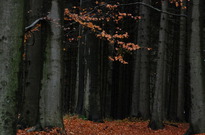 Podzimky_2012_16.jpg