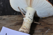 Podzimky_2012_28.jpg