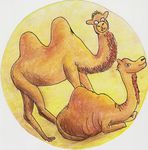 Velbloudi