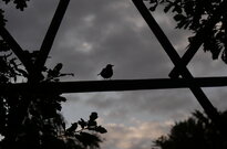 P1515781